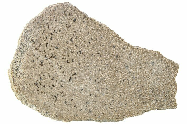 Polished Dinosaur Bone (Gembone) Slab - Morocco #214045